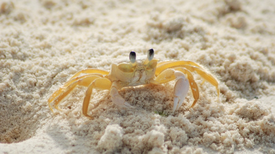 Which is the crab with the strongest pincers? | Times Knowledge India