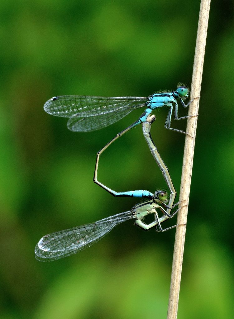 dragonflies