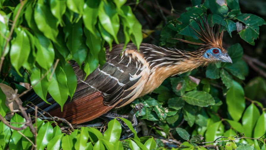 Know your Animal: Hoatzin (stink bird) | Times Knowledge India