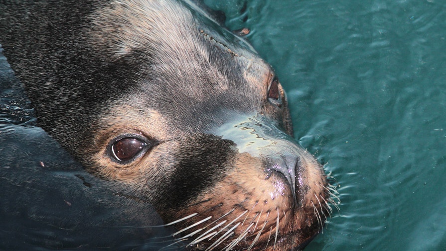 why-do-seals-breathe-out-when-they-dive-times-knowledge-india