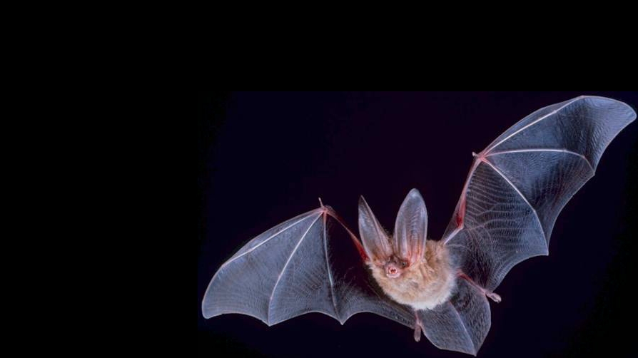 How Do Bats Hear Ultrasonically? Times Knowledge India