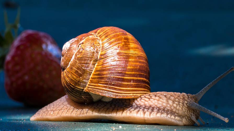 Are snails born with their shells? Times Knowledge India