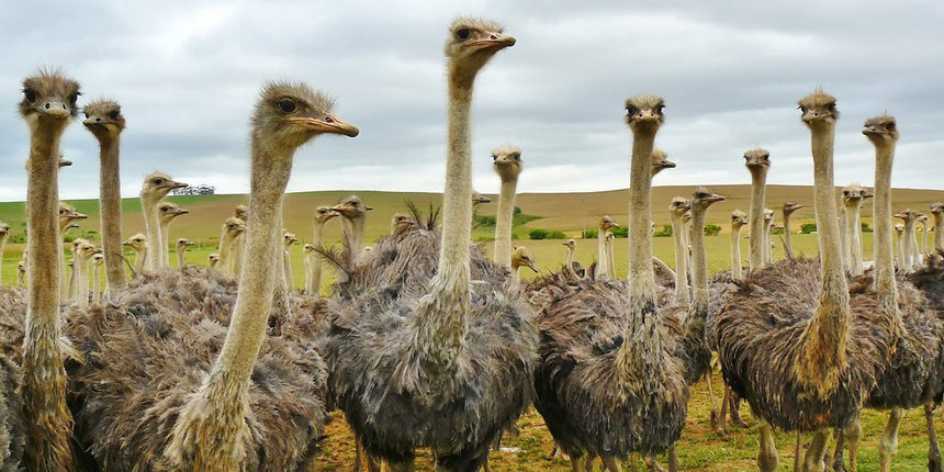 Why do some birds hop and others run? | Times Knowledge India