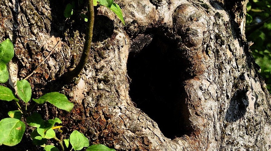 Why are Some Trees Hollow? Times Knowledge India
