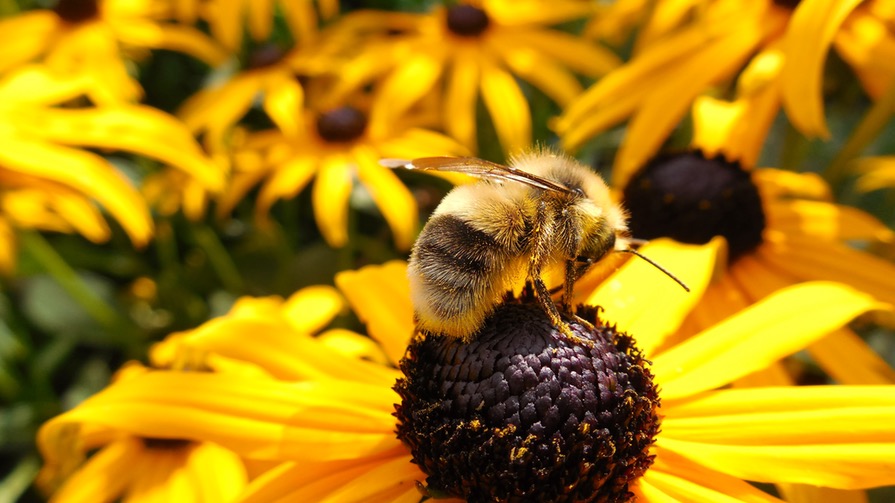 nectar definition nectar definition