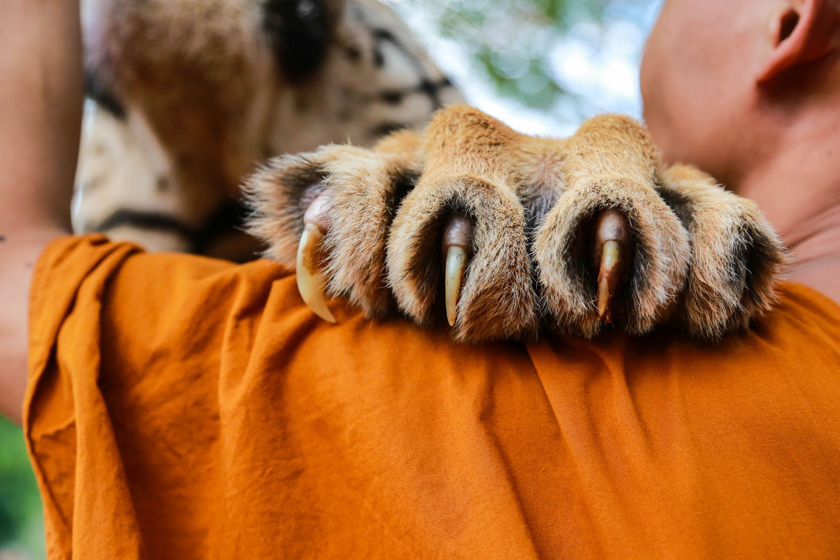 semi retractable claws