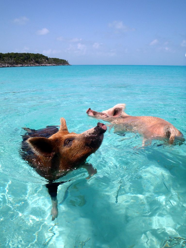 pig beach