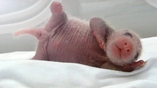A newborn baby panda