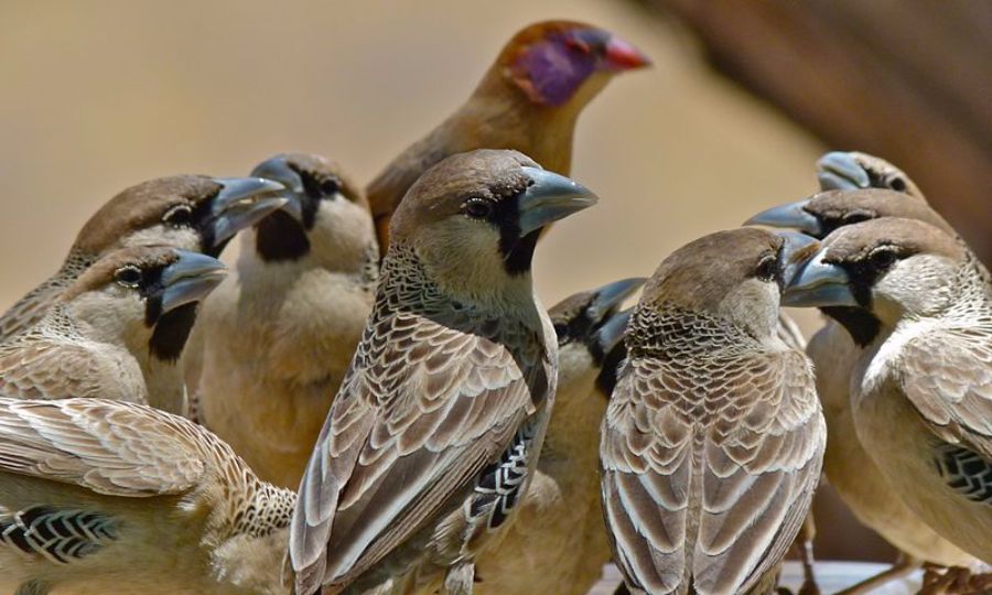 The sociable weaver bird knows that there is strength in numbers and ...