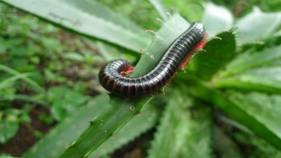 Do Centipedes Have 100 Legs While Millipedes Have 1000 Times