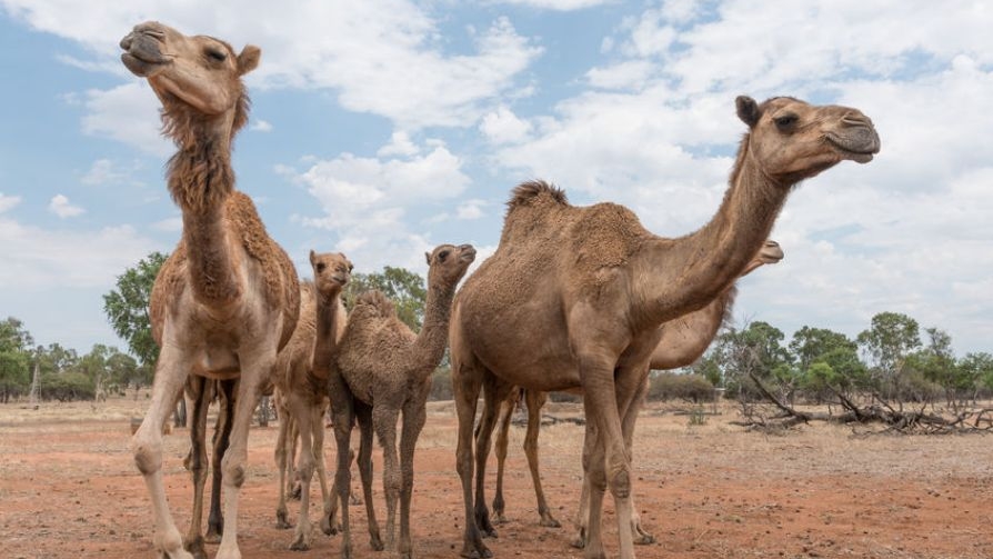 Sadly, camels now considered a nuisance in Australia | Times Knowledge