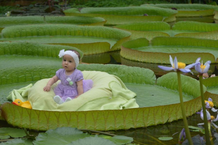 You Can Actually Sit on Giant Lily Pads in This Taipei Park