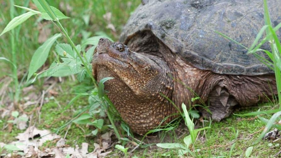 Snapping turtles are going male! | Times Knowledge India