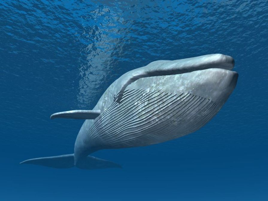 Blue_whales_are_singing_flat_due_to_global_warming