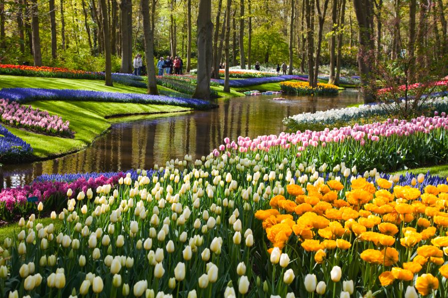 Event Alert: Keukenhof anniversary in Amsterdam: March 22, 2018 | Times ...