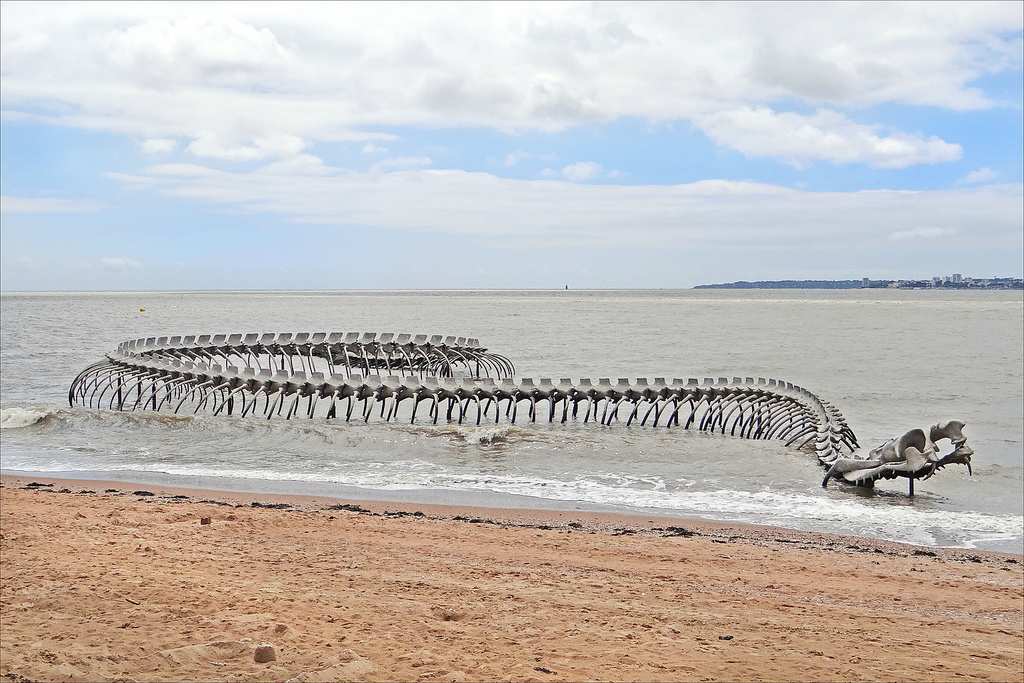 GIANT SNAKE SKELETON IN THE SEA OF FRANCE #Shorts 