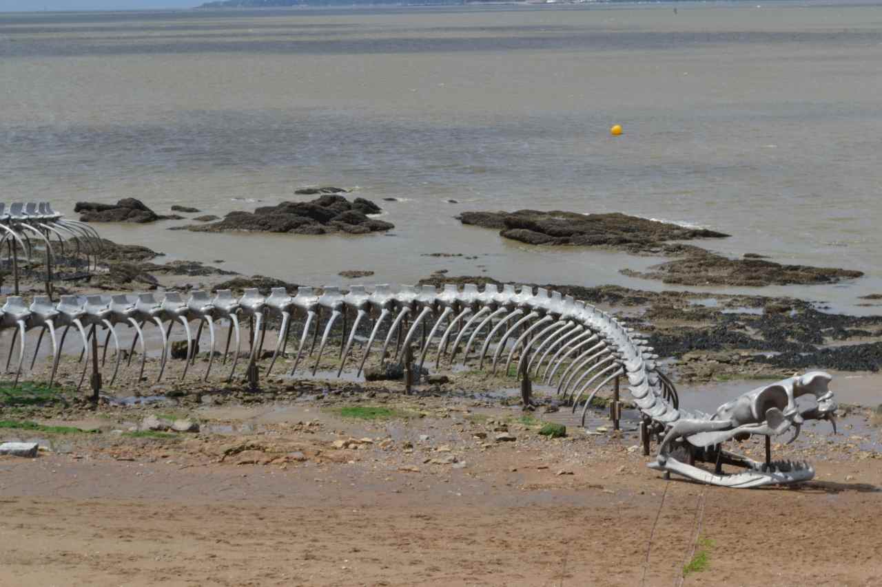 GIANT SNAKE SKELETON IN THE SEA OF FRANCE #Shorts 