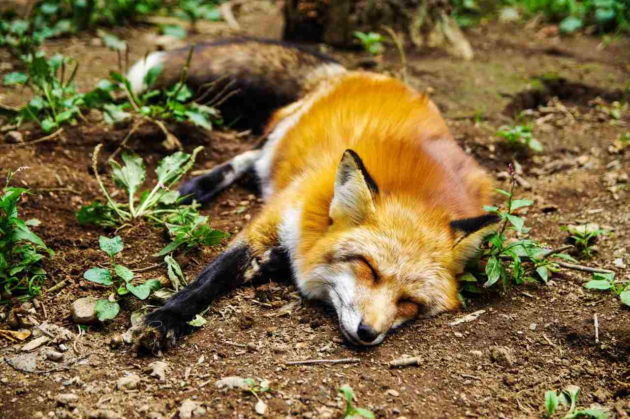 Everything You Wanted To Know About Foxes But Didn't Google | Times  Knowledge India