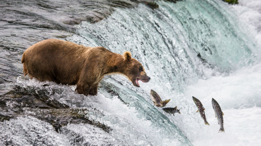 How do salmon find their way home? | Times Knowledge India