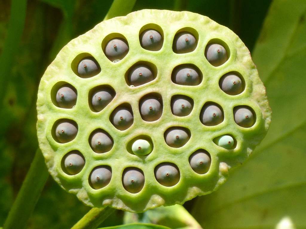 Botanical Gallery  Trypophobia, Phobia of holes, Holes in skin phobia