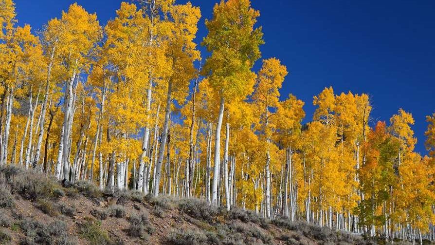 What Are The Largest Living Organisms On Earth