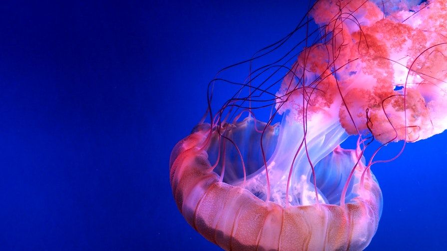 Does Urine Ease The Pain Of Jellyfish Stings? | Times Knowledge India