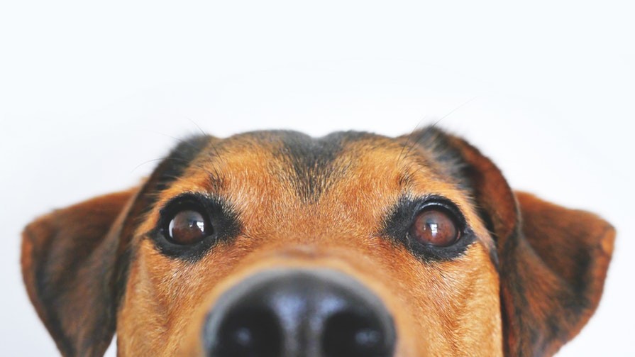 Can Dogs Sense Fear? Times Knowledge India