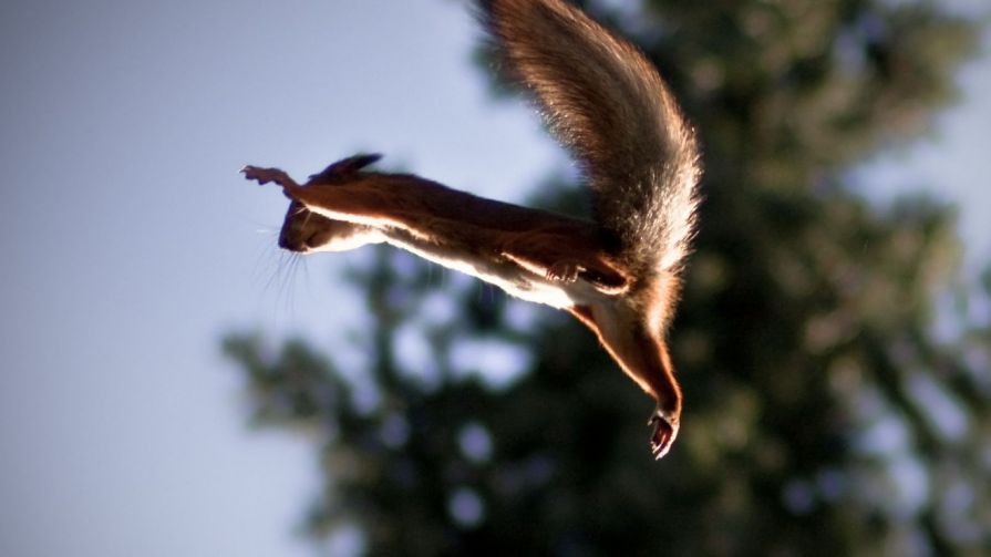 Can Animals Fly without Wings? | Times Knowledge India