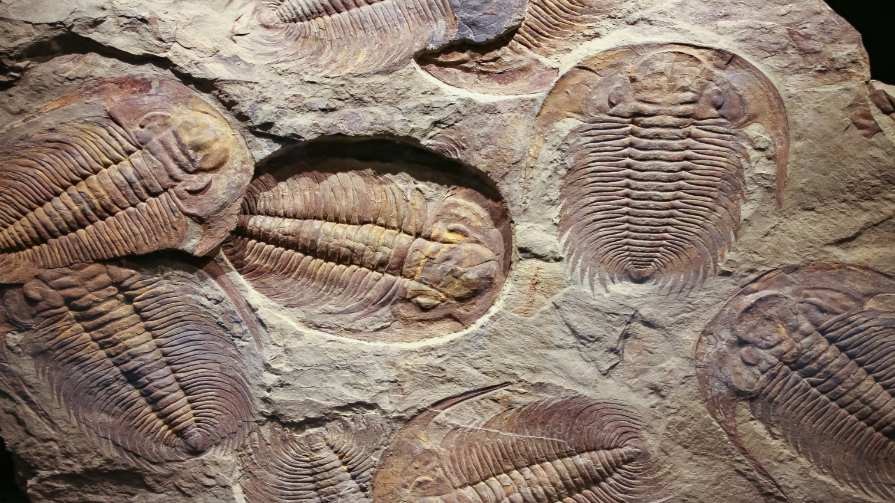 How Do Fossils Form? | Times Knowledge India