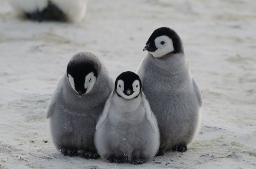 r Emperor_penguin_chicks_in_crisis in Antarctica