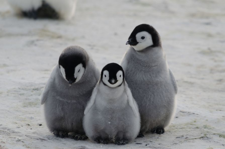 Disastrous season for Emperor penguin chicks in Antarctica | Times ...