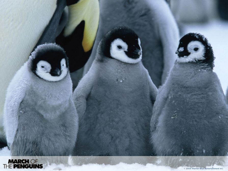 march-of-the-penguins