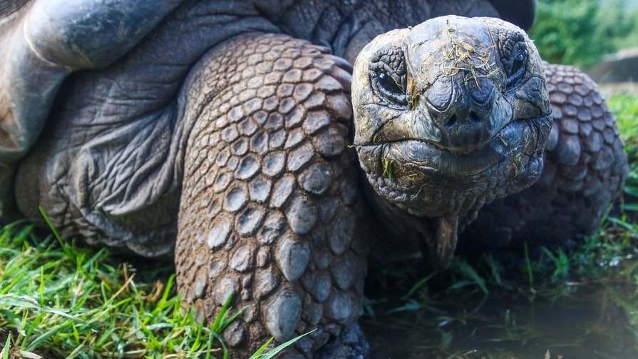 Why Does a Tortoise Live So Long? | Times Knowledge India