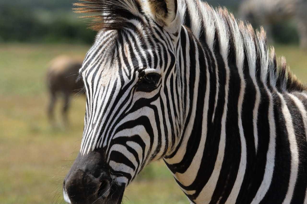 Do You Know Everything About Zebras? | Times Knowledge India