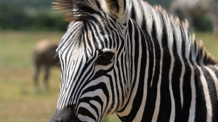 Do You Know Everything About Zebras? | Times Knowledge India