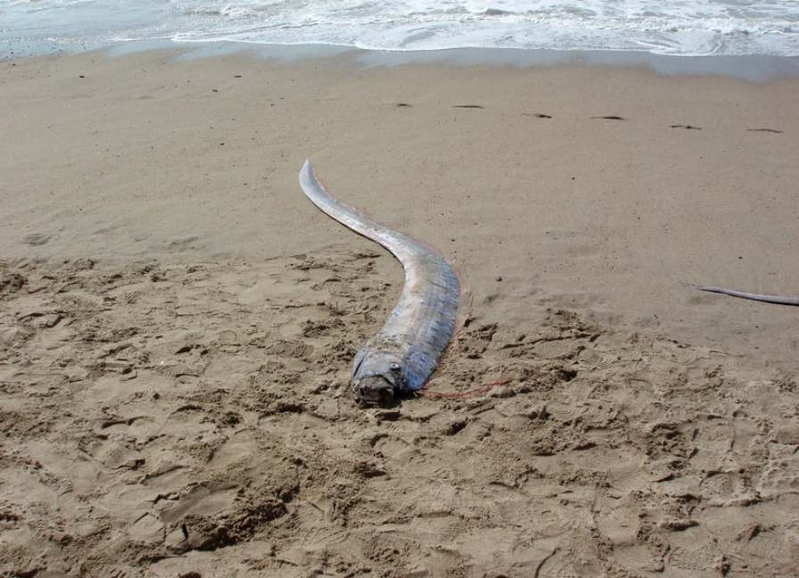 washed_up_oarfish_seen_as_predictor_of_earthquake
