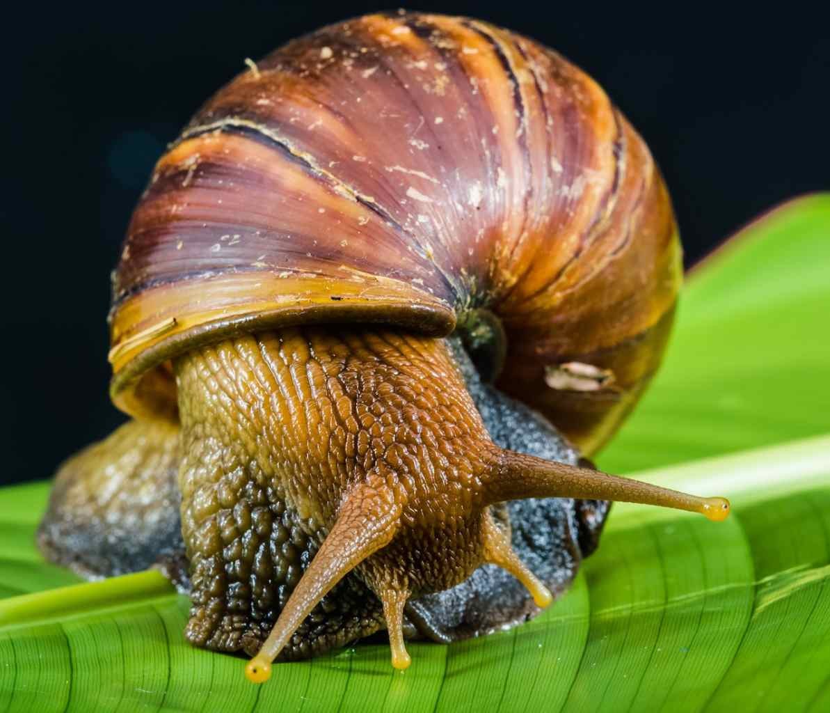 Stepping On Snails Meaning Slang