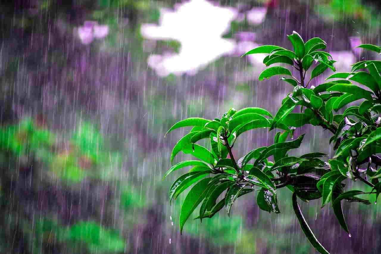 Why Does Rain Smell So Good? Times Knowledge India