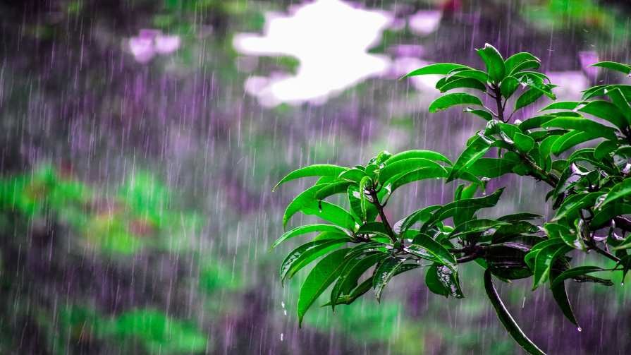 Why Does Rain Smell So Good? | Times Knowledge India