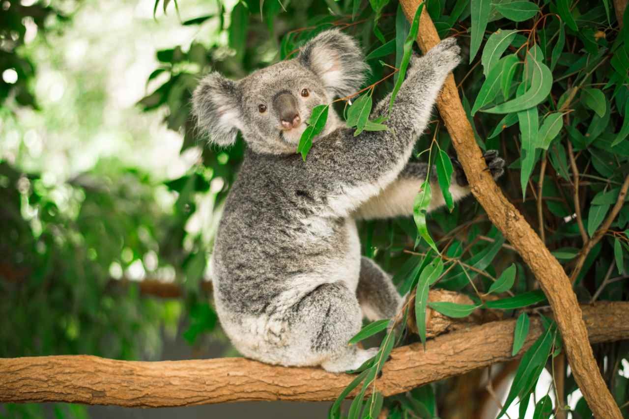 Interesting Things To Know About Koala Bears