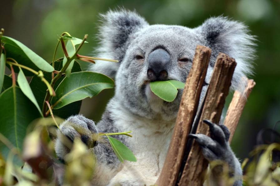 koala threats and predators