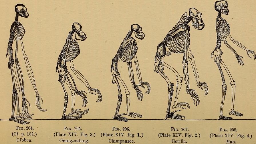 human fossils