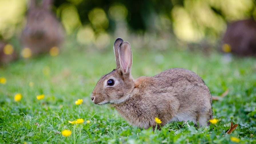 does bunny pop have nitrogen in it