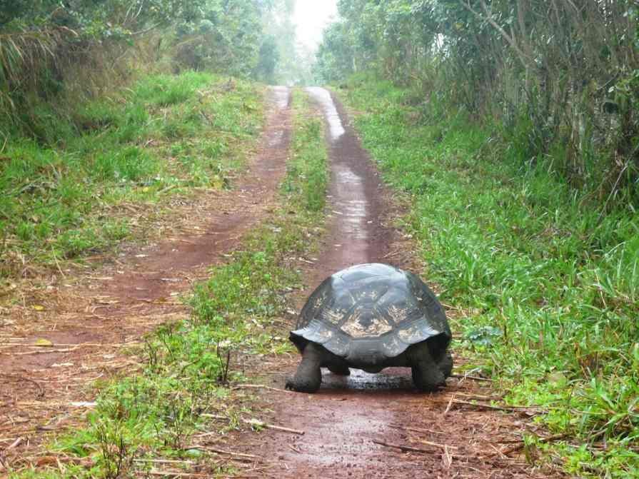 An_extinct_giant_tortoise_has_been_spotted_again_in_the_ Galapagos