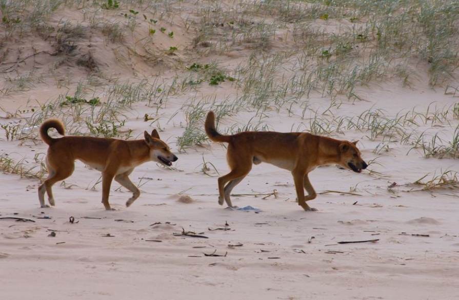 Australian_dingo_to_be_reclassified_as_species_of_its_own