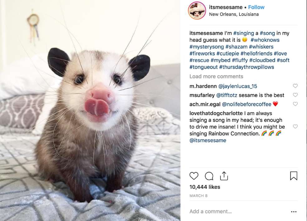 Starfish_the_opossum_on_Instagram