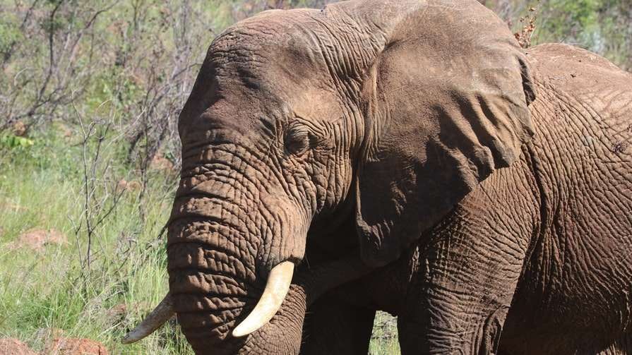 Why Do Elephants Have Such Wrinkly Skin? | Times Knowledge India