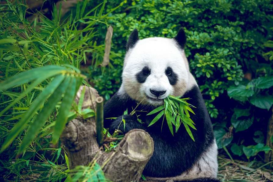 r China_new_giant_panda_park_is_huge